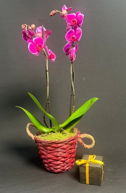 Christmas Orchid Plant