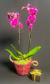 Christmas Orchid Plant